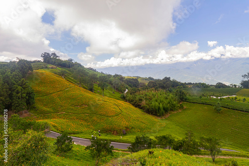 Morning view of the orange daylilies and landscape