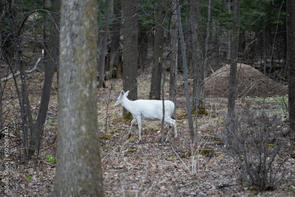 White Albino Deer Walking Through Forest White Albino Deer Walking Through Forest