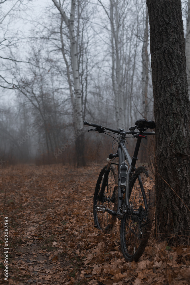 Autumn. Fog in the forest. Bicycle travel.