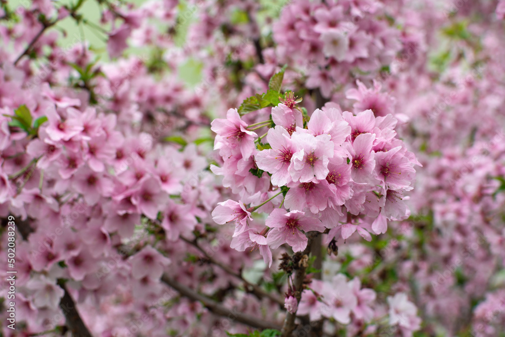 Japanese cherry tree. Close up of Cherry blossom branch Japanese cherry tree. Close up of Cherry blossom branch