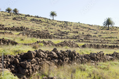 Abandoned cultivation terraces and Canary Island date palms Phoenix canariensis. Los Almacigos. Alajero. La Gomera. Canary Islands. Spain. photo