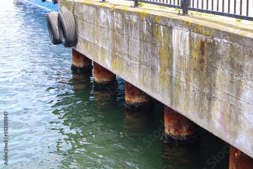 Wild mussels at the foot of the dock