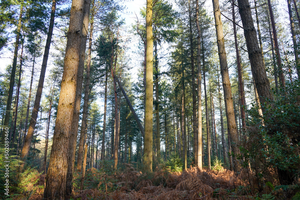 Tall pine trees with dappled sun