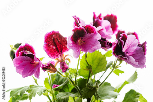 Pink magenta purple pelargonium flower photo