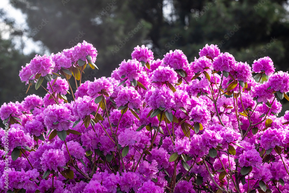 Samolepka field of purple flowers, Botanical Garden, Tøyen, Oslo, Norway