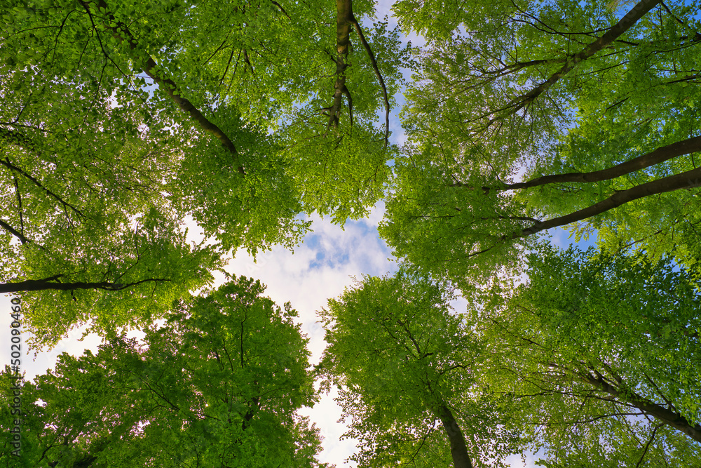 Fototapeta premium A great view up into the trees direction sky in may, Germany