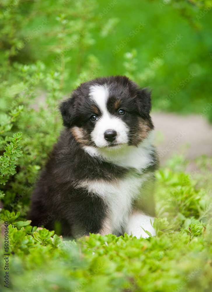 Black and tan Australian Shepherd puppy in the garden Black and tan Australian Shepherd puppy in the garden