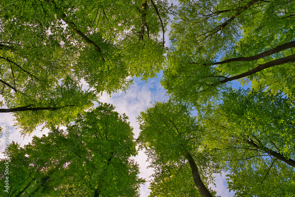 Fototapeta premium A great view up into the trees direction sky in may, Germany