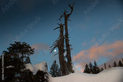 Winteridyll wie der Mond zwischen den Bäumen hindurch spitzelt