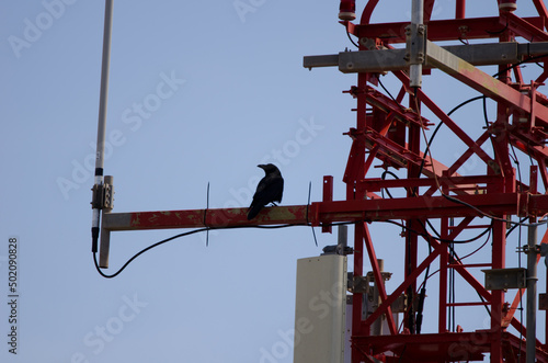 Canary Islands ravens Corvus corax canariensis perched on a transmission tower. Targa. Alajero. La Gomera. Canary Islands. Spain. photo