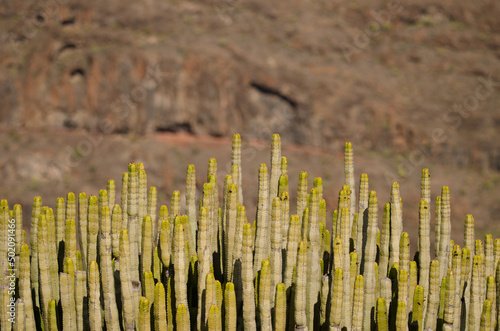 Trunks of Canary Island spurge Euphorbia canariensis. El Repecho. Alajero. La Gomera. Canary Islands. Spain. photo