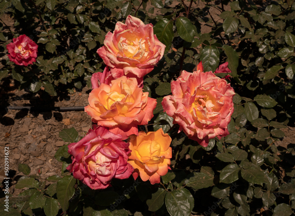 Colorful roses blooming in the garden. closeup view of Rosa Rita flowers of yellow, pink, orange and red petals, blossoming in the park in spring. 
