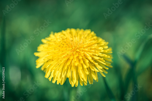 mniszek lekarski kwitnący na żółty kwiat zwany mleczem