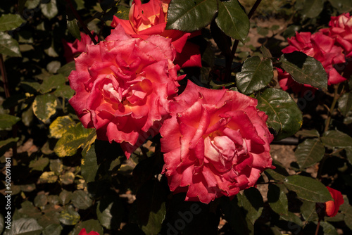 Floral. Roses blooming in the garden. Closeup view of Rosa Rita pink flowers, blooming in the park in spring. photo
