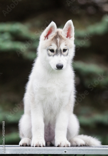 Siberian Husky puppy in the park © Ilona Didkovska