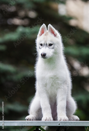 Siberian Husky puppy in the park