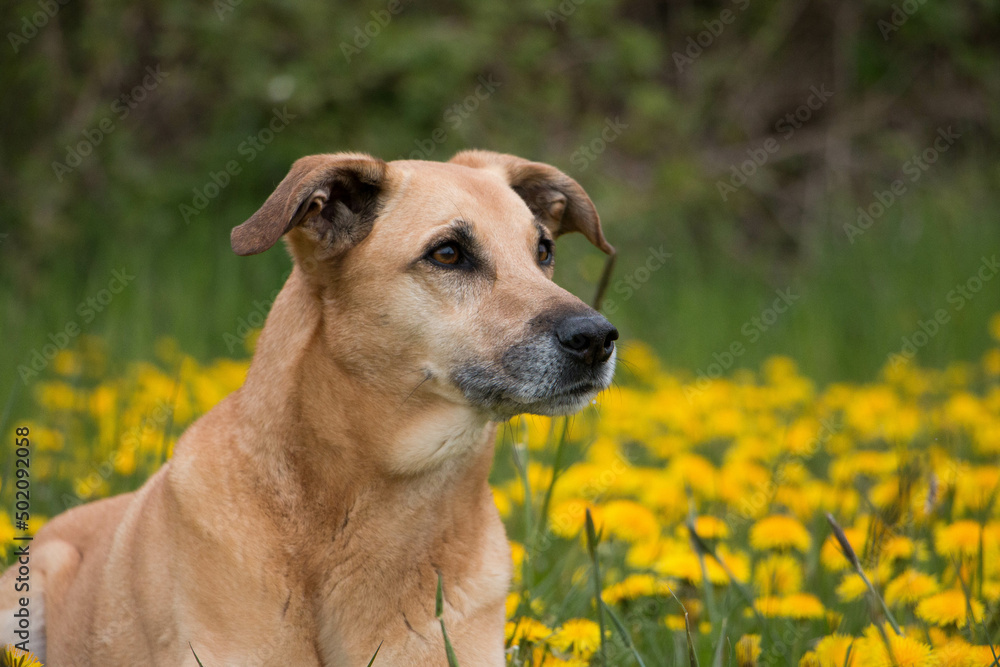 beautiful brown mixed shepherd dog is lying in a field of yellow dandelions beautiful brown mixed shepherd dog is lying in a field of yellow dandelions