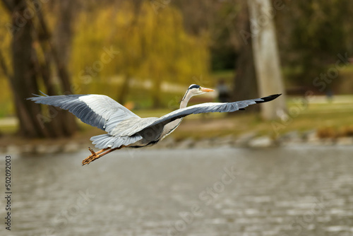 Flying heron grey, with spread wings over the lake in Royal Game Reserve - Stromovka, Prague, Czech Republic photo