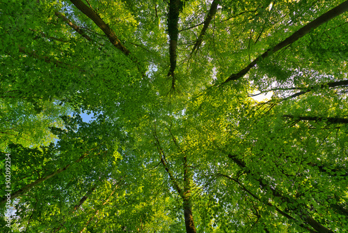 A great view up into the trees direction sky in may, Germany © AdobeTim82