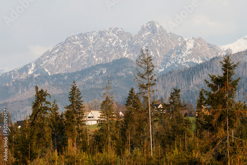 Tatra mountains and coniferous forest in front of them.