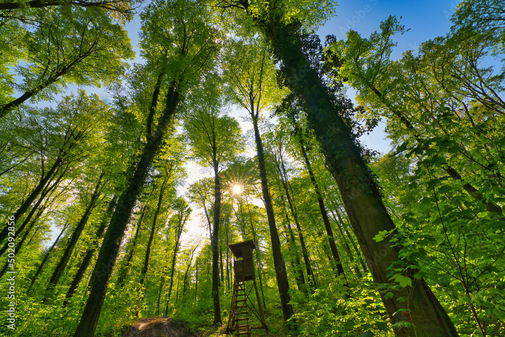 Fototapeta premium A great view up into the trees direction sky in may, Germany