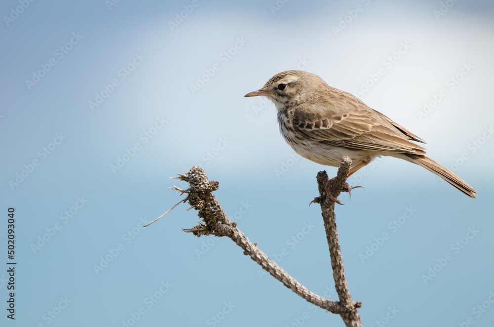 Obraz premium Berthelot's pipit Anthus berthelotii. Vallehermoso. La Gomera. Canary Islands. Spain.