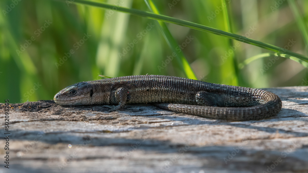 Obraz premium Common lizard, or viviparous lizard, basking on a wooden wall, Norfolk, UK. Cute lizard portrait.