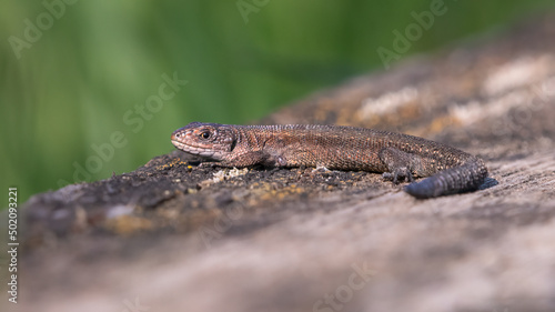 Common lizard, or viviparous lizard, basking in the sun. Tiny British lizard species.