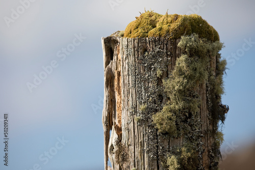 Foto Lichen on a fence post on the Isle of Lewis, Scotland, United Kingdom