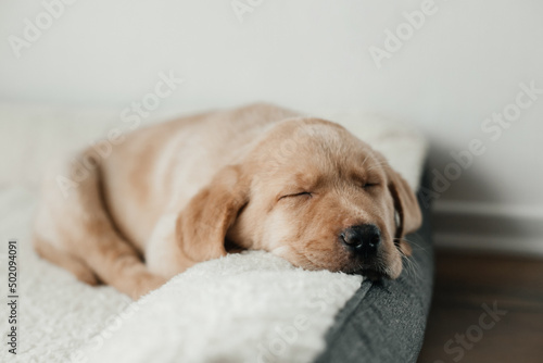 A cute beige Labrador Retriever puppy sleeps on a couch, hanging his muzzle. Funny pets