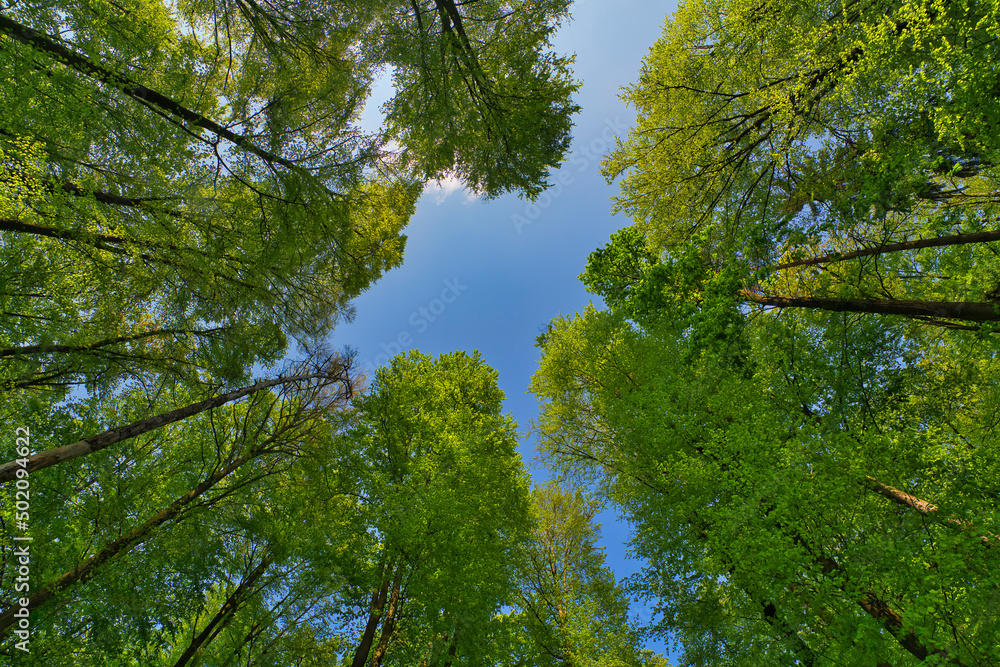 Fototapeta premium A great view up into the trees direction sky in may, Germany