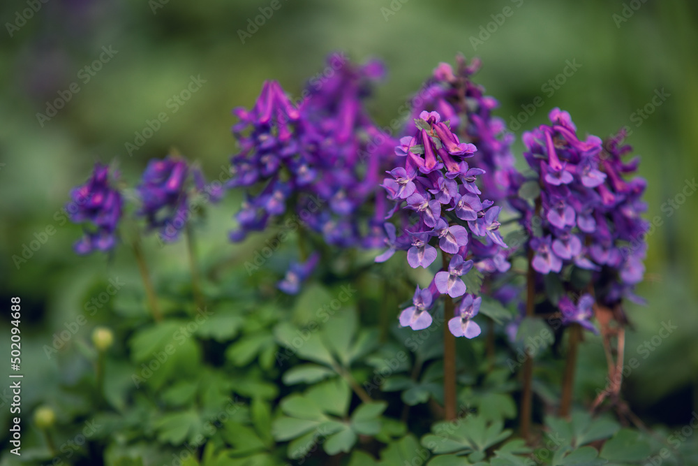 Corydalis solida, fumewort or bird-in-a-bush. First spring flowers Corydalis solida, fumewort or bird-in-a-bush. First spring flowers