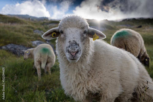 Schaaf in freier Wildbahn