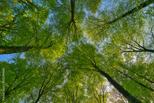 A great view up into the trees direction sky in may, Germany