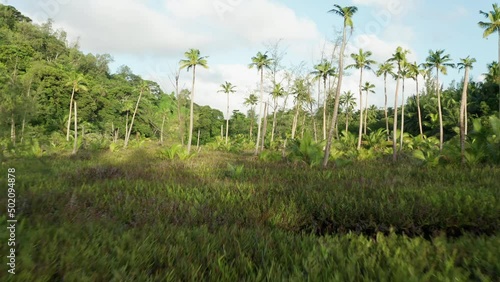 Aerial dolly fly low over a swampy lake to sparsely growing palm trees