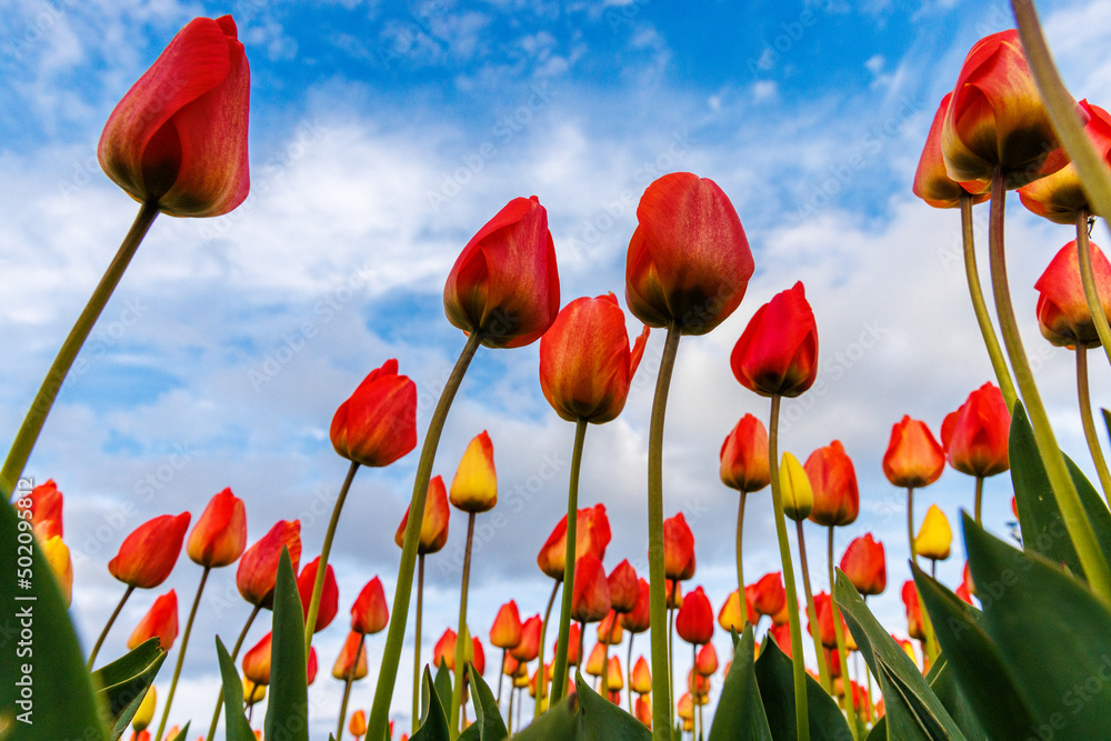 Fototapeta premium red and yellow tulips