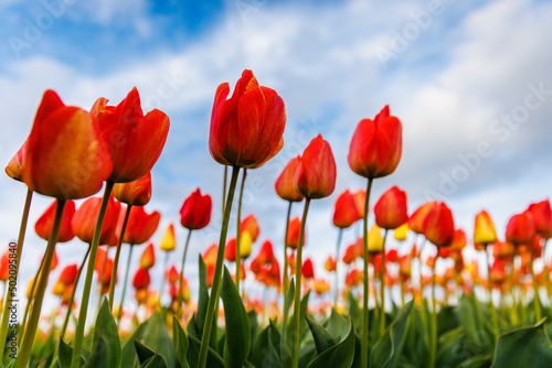 red and yellow tulips