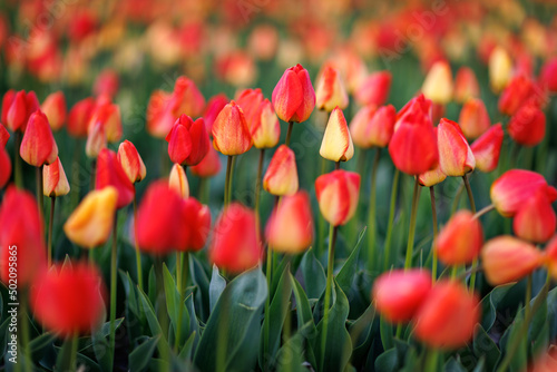 red and yellow tulips