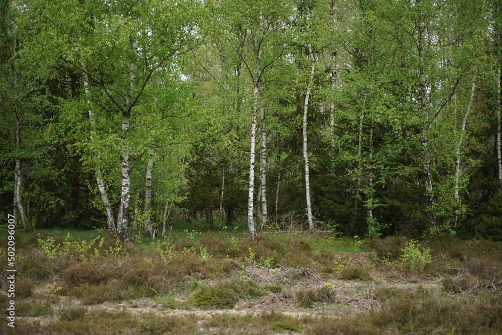 Fototapeta premium Frühling in freier Natur mit Wald aus Birken und Weiden, Betula pendula und Salix