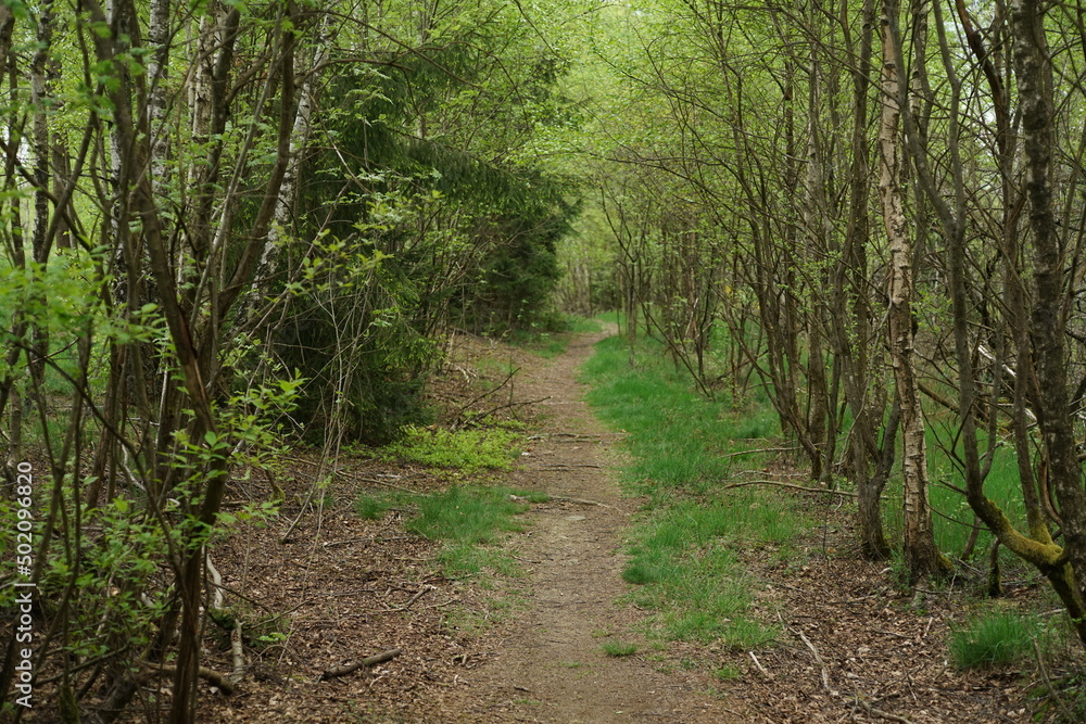 Pfad durch einen Wald, Frühling in freier Natur mit Wald aus Birken und Weiden, Betula pendula und Salix mit einem Pfad Pfad durch einen Wald, Frühling in freier Natur mit Wald aus Birken und Weiden, Betula pendula und Salix mit einem Pfad