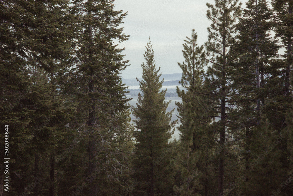evergreen trees in the forest evergreen trees in the forest