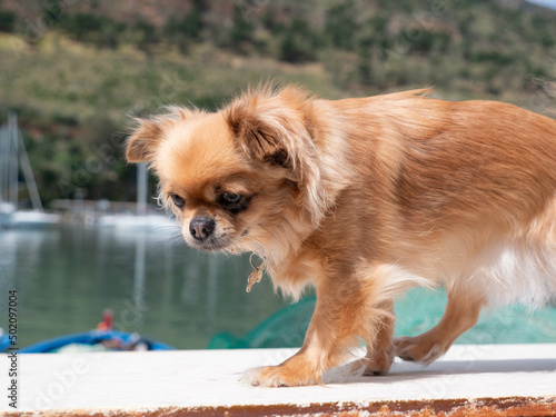 Piccolo esemplare di cane Chihuahua dal pelo lungo color sabbia photo