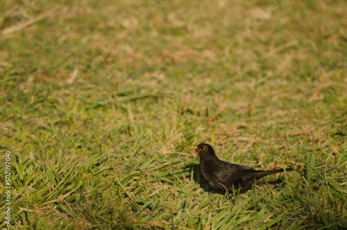 Male common blackbird Turdus merula cabrerae with food for its chicks. Tecina. Alajero. La Gomera. Canary Islands. Spain. photo