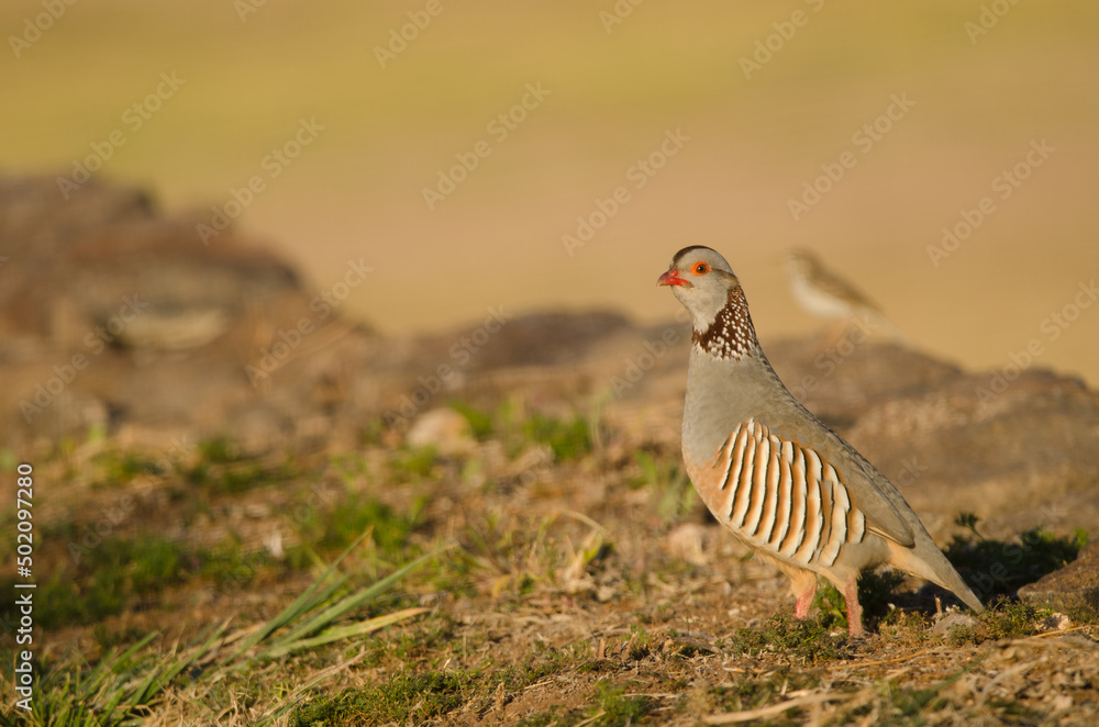 Barbary partridge Alectoris barbara koenigi and Berthelot's pipit Anthus berthelotii in the background. Alajero. La Gomera. Canary Islands. Spain. Barbary partridge Alectoris barbara koenigi and Berthelot's pipit Anthus berthelotii in the background. Alajero. La Gomera. Canary Islands. Spain.