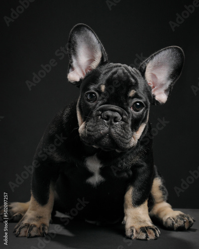 french bulldog puppy © victor198226