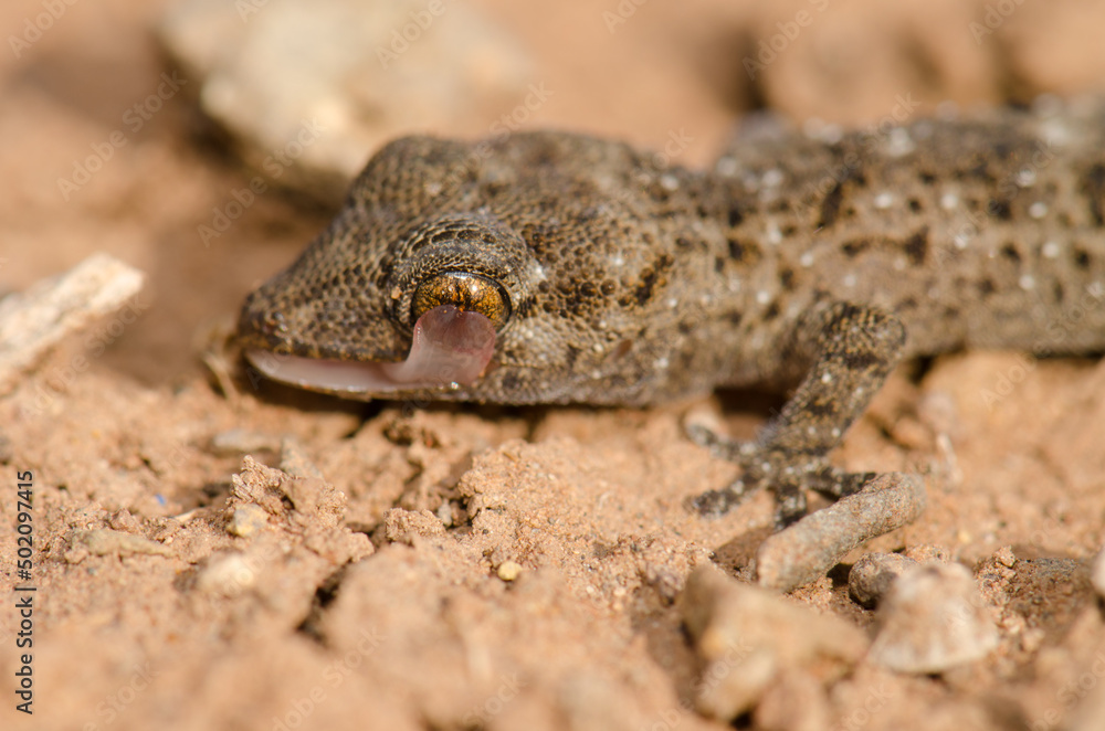 Gomero wall gecko Tarentola gomerensis licking one of its eyes with its tongue. Vallehermoso. La Gomera. Canary Islands. Spain. Gomero wall gecko Tarentola gomerensis licking one of its eyes with its tongue. Vallehermoso. La Gomera. Canary Islands. Spain.