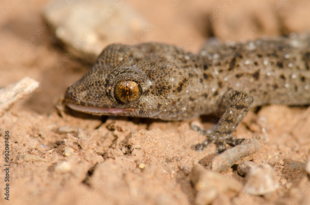 Gomero wall gecko Tarentola gomerensis showing the tip of its tongue. Vallehermoso. La Gomera. Canary Islands. Spain. Gomero wall gecko Tarentola gomerensis showing the tip of its tongue. Vallehermoso. La Gomera. Canary Islands. Spain.