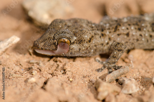 Gomero wall gecko Tarentola gomerensis licking one of its eyes with its tongue. Vallehermoso. La Gomera. Canary Islands. Spain.