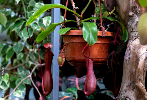 tropical carnivorous plant photo