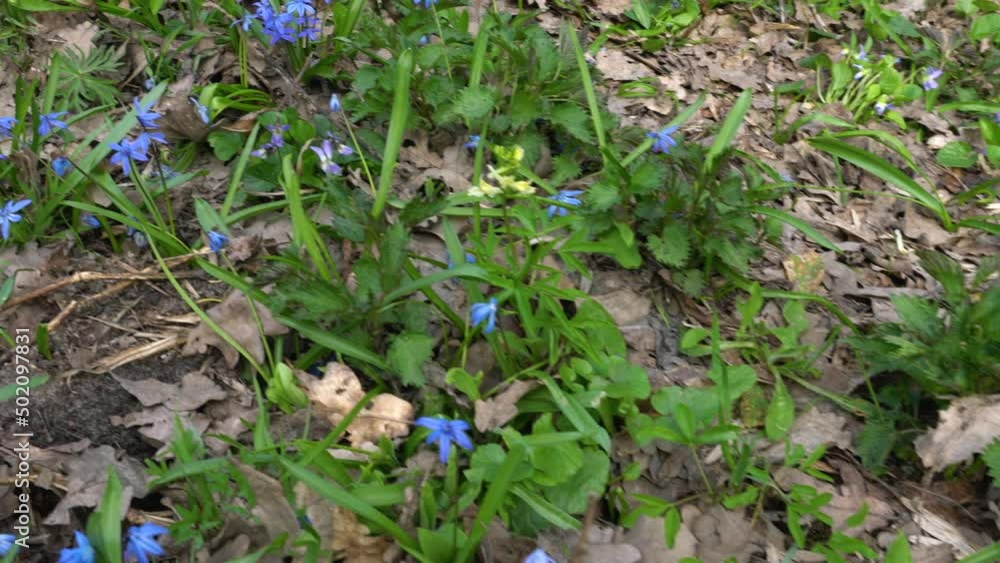 the first spring flowers on the lawn in the forest the first spring flowers on the lawn in the forest